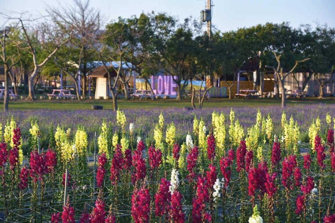 七彩金魚草、紫色薰衣草: 1月~4月花季。