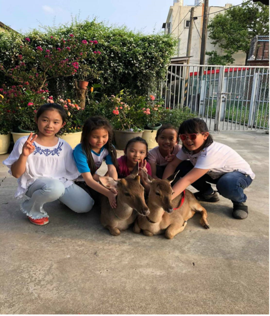 與小梅花鹿互動