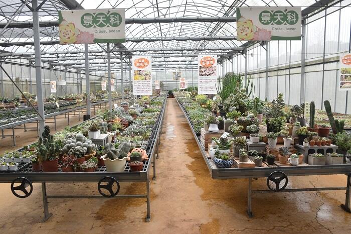 福祥仙人掌-多肉植物/仙人掌