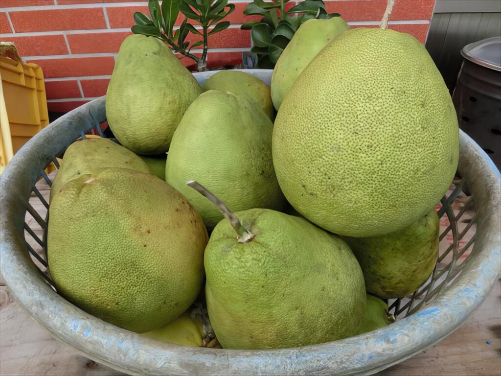 金好筍農場栽種的柚子