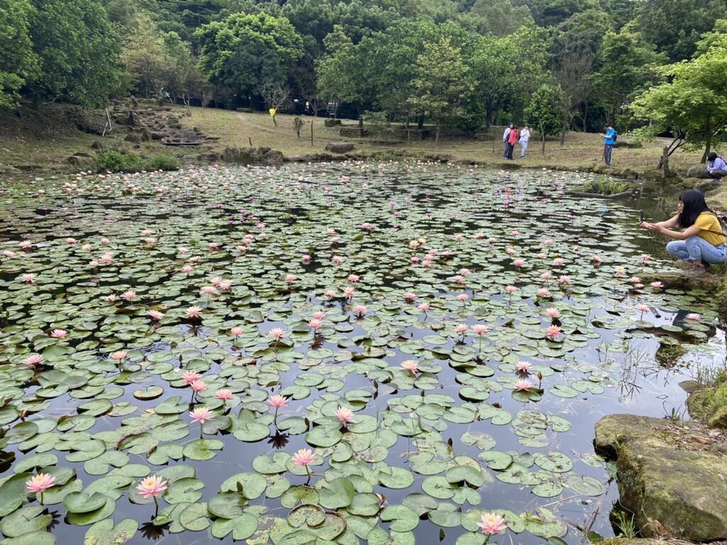 苓蘭荷花池