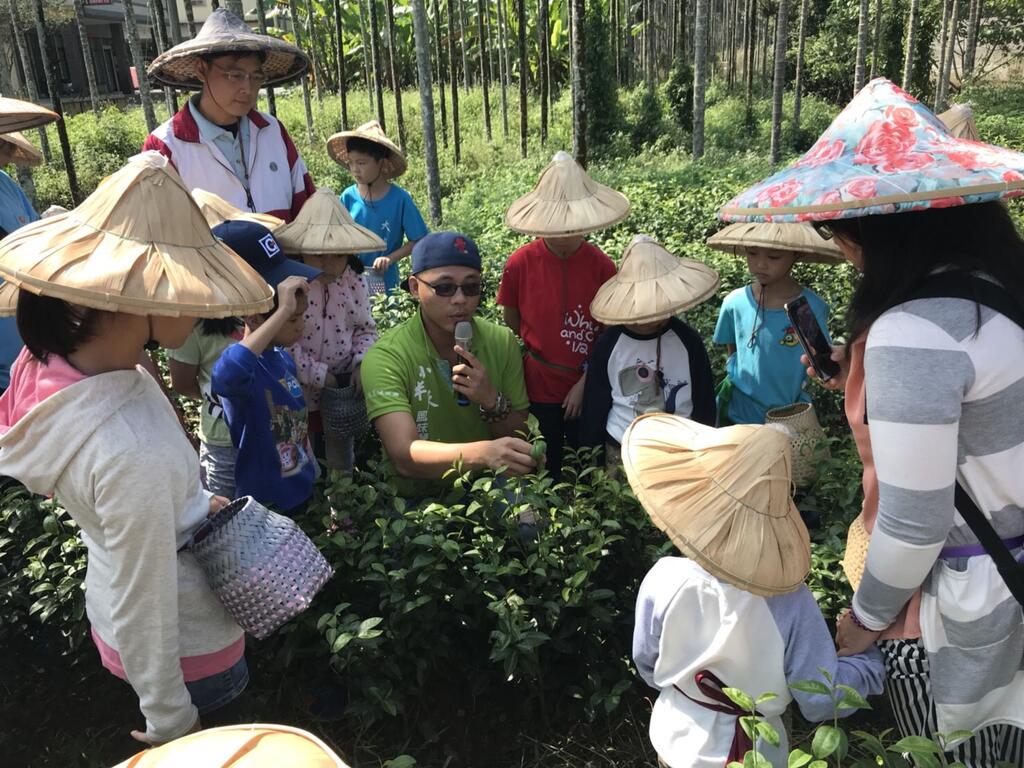 豐之茶旅｜烏龍茶揉茶體驗