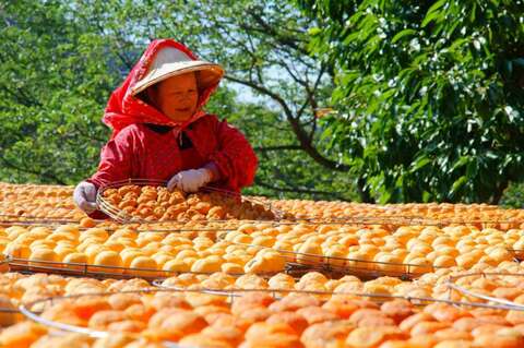 味衛佳柿餅教育農園