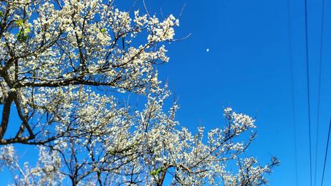 高雄市六龜區 - 竹林休閒農業區