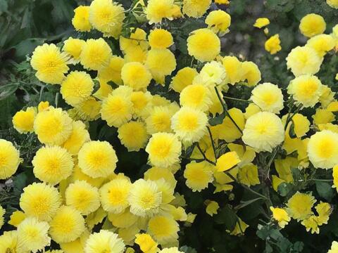 台東縣農會東遊季採集館(東遊季農特產品展售中心)