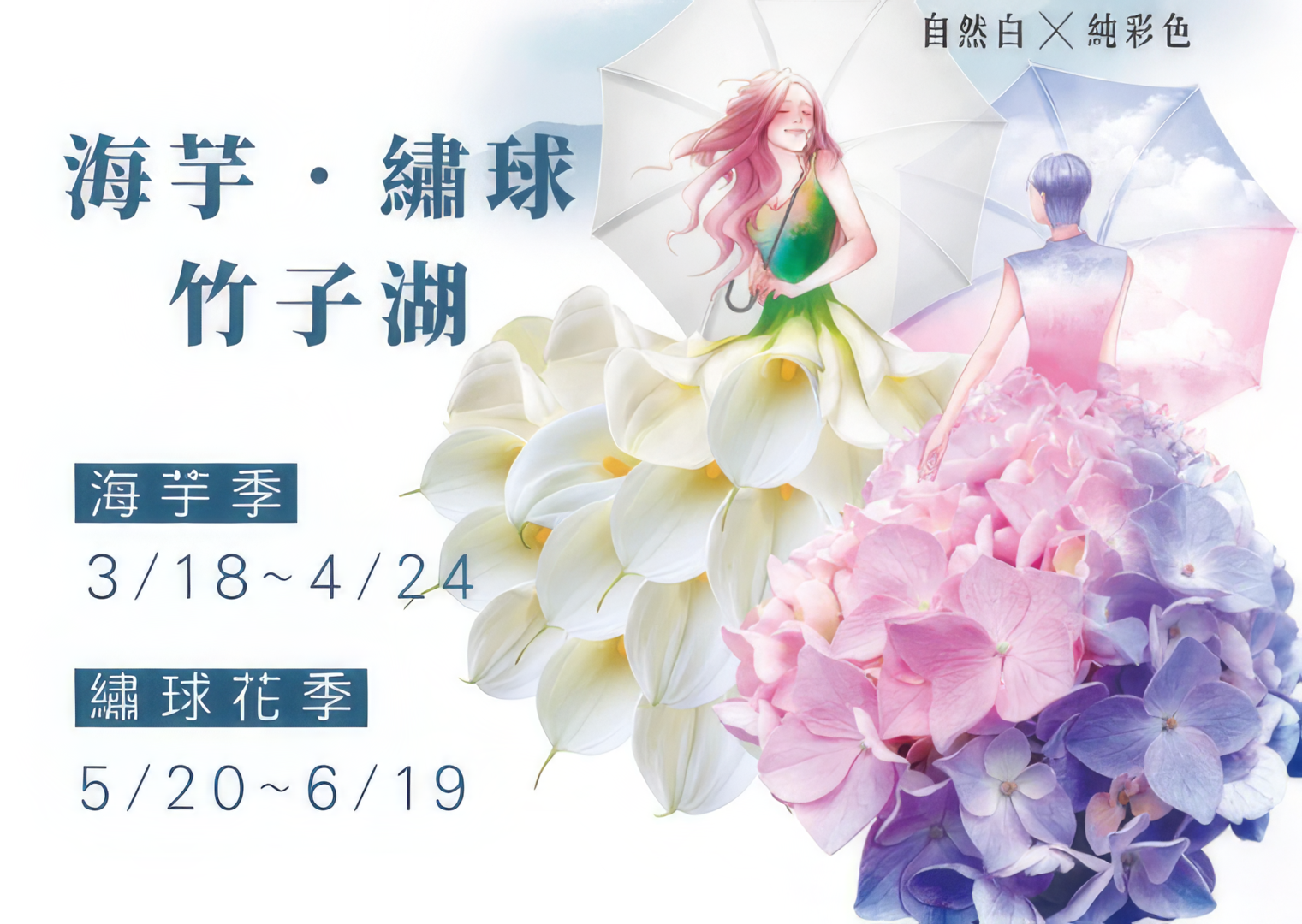 2022台北竹子湖海芋、繡球花季