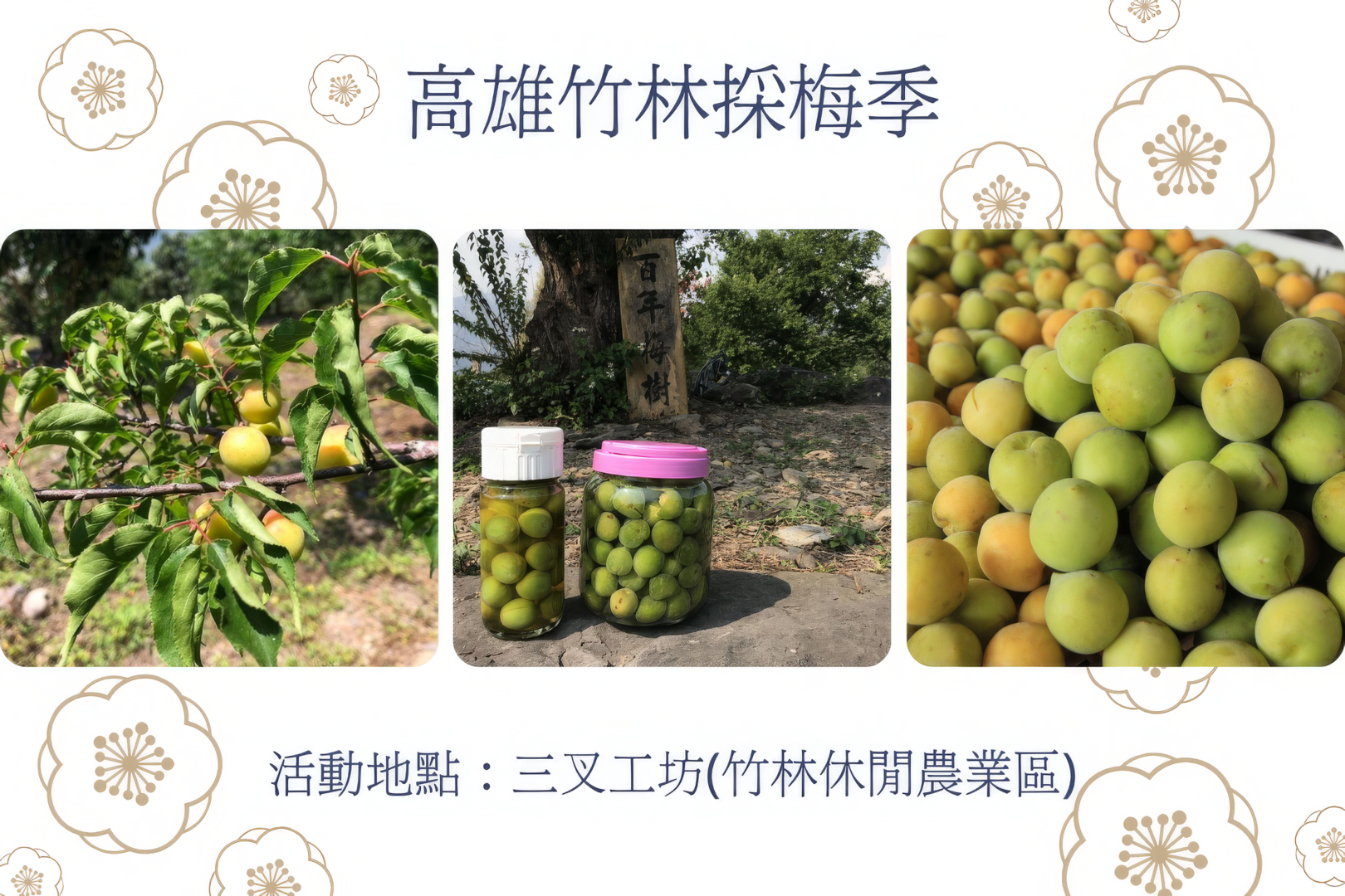 竹林休閒農業區採梅季