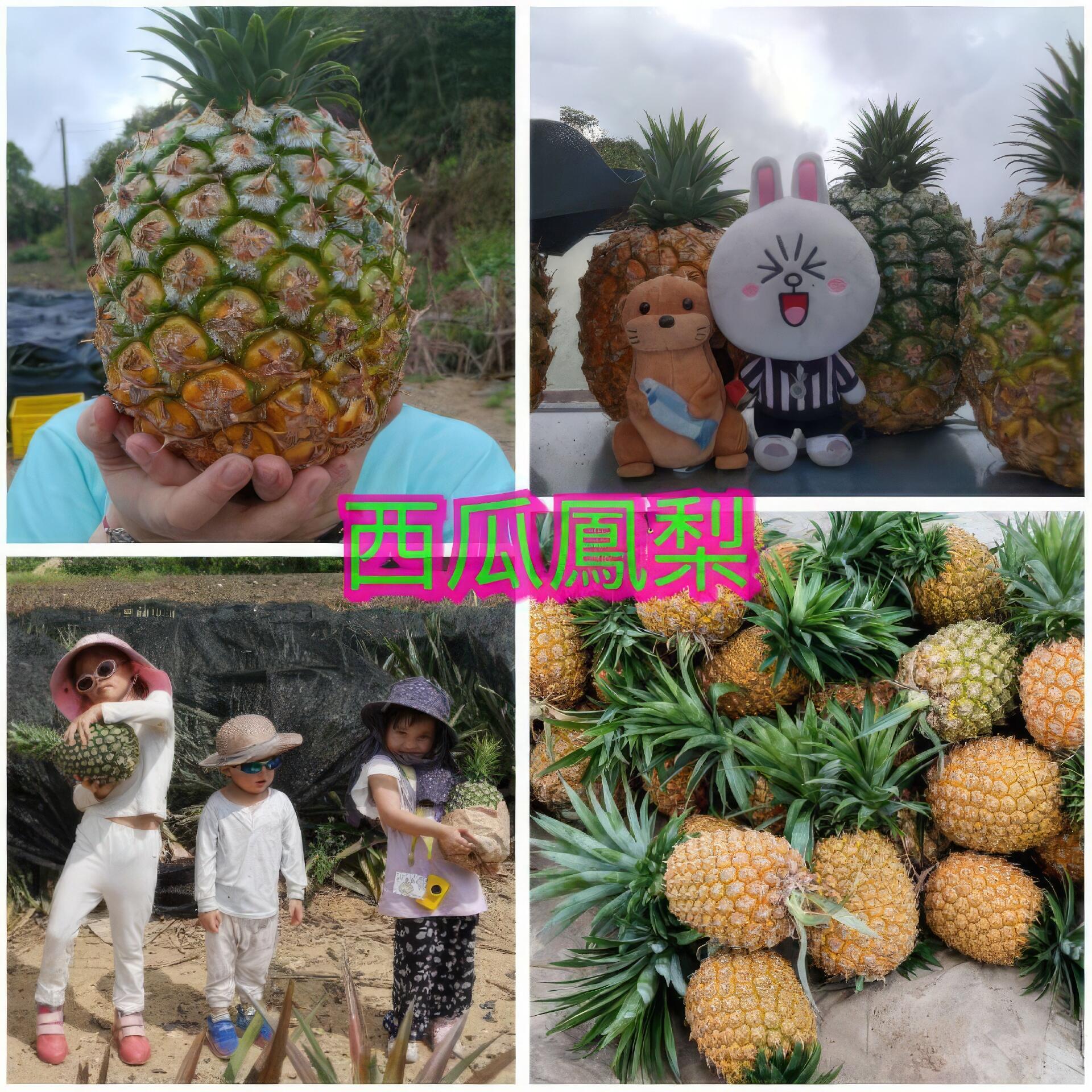 限時優惠【大樹休區-西瓜鳳梨宅配專案】