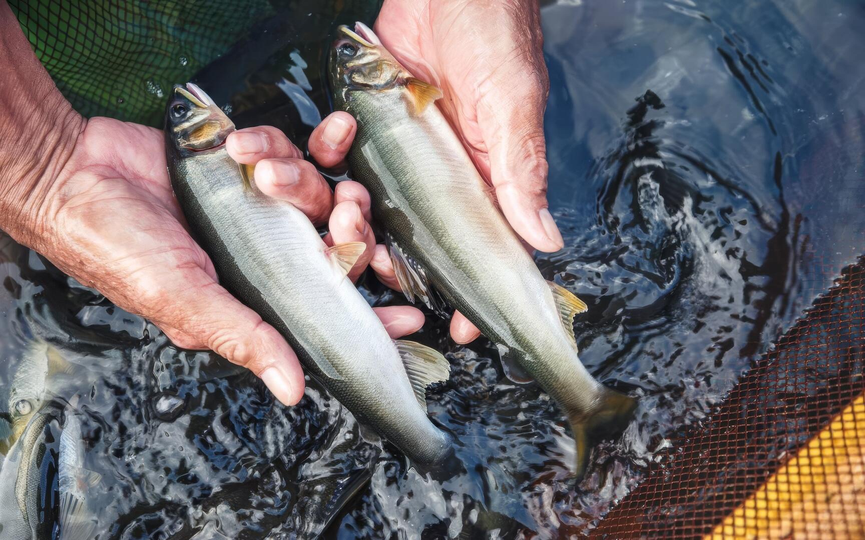 【宅家生鮮購-八甲休閒魚場：米其林級香魚 】