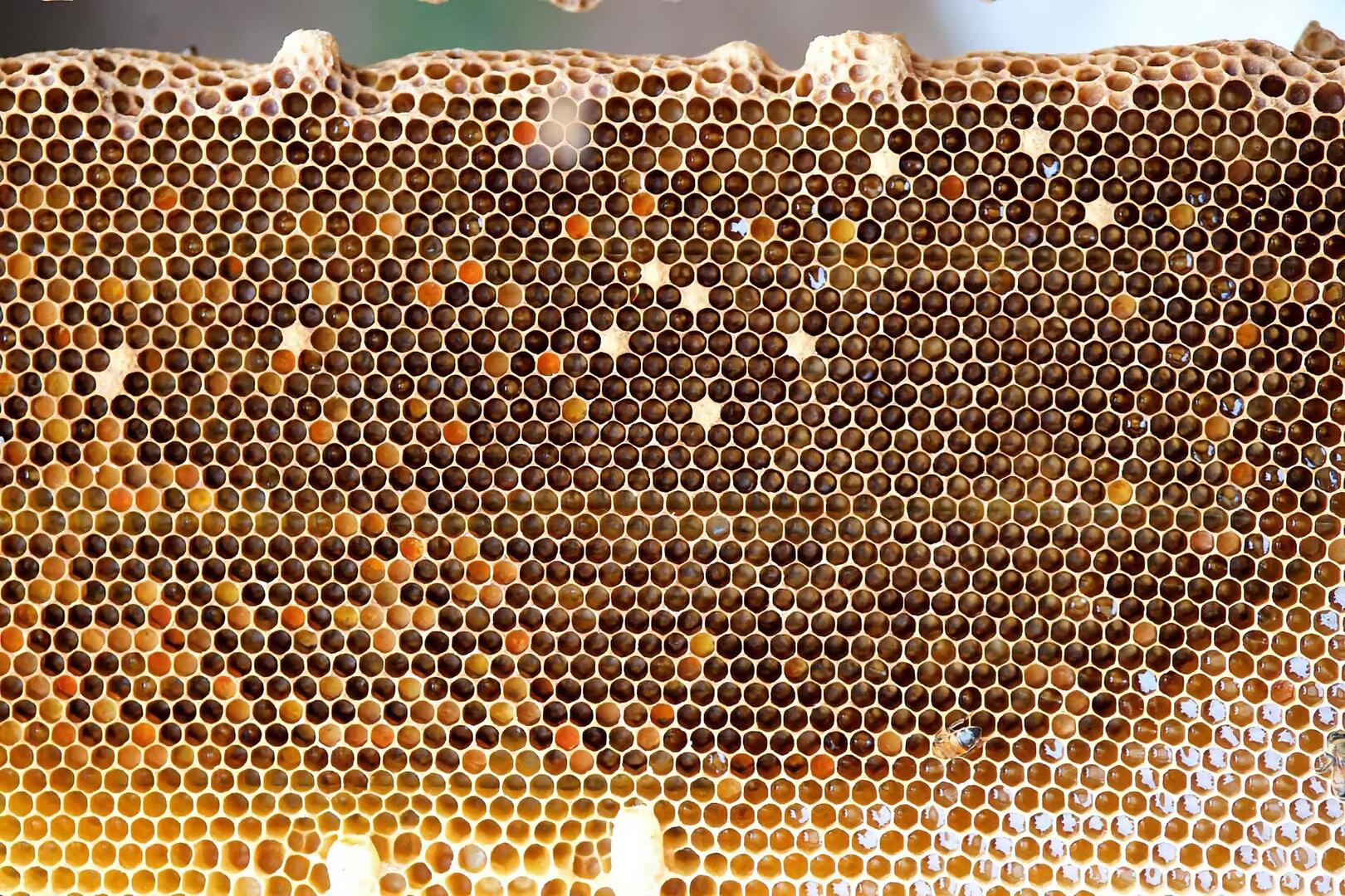 【宅家生鮮購-台灣農場蜂蜜】