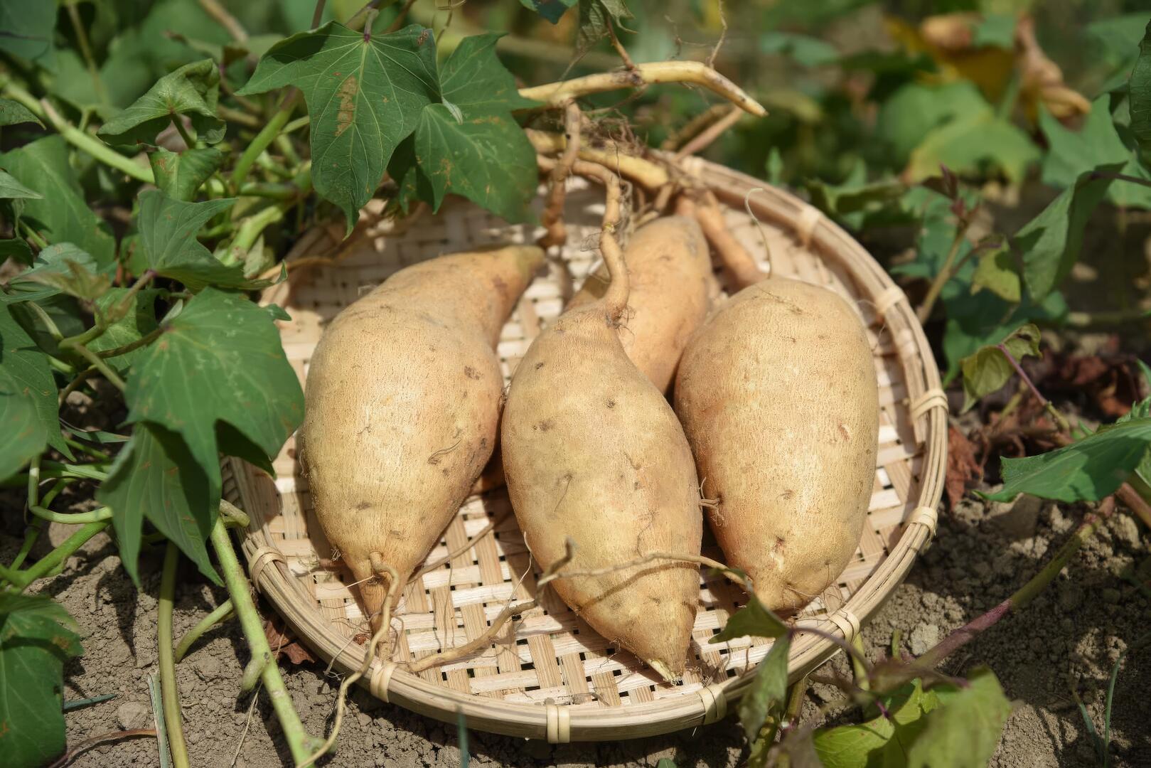 2021番婆林 地瓜尋寶團