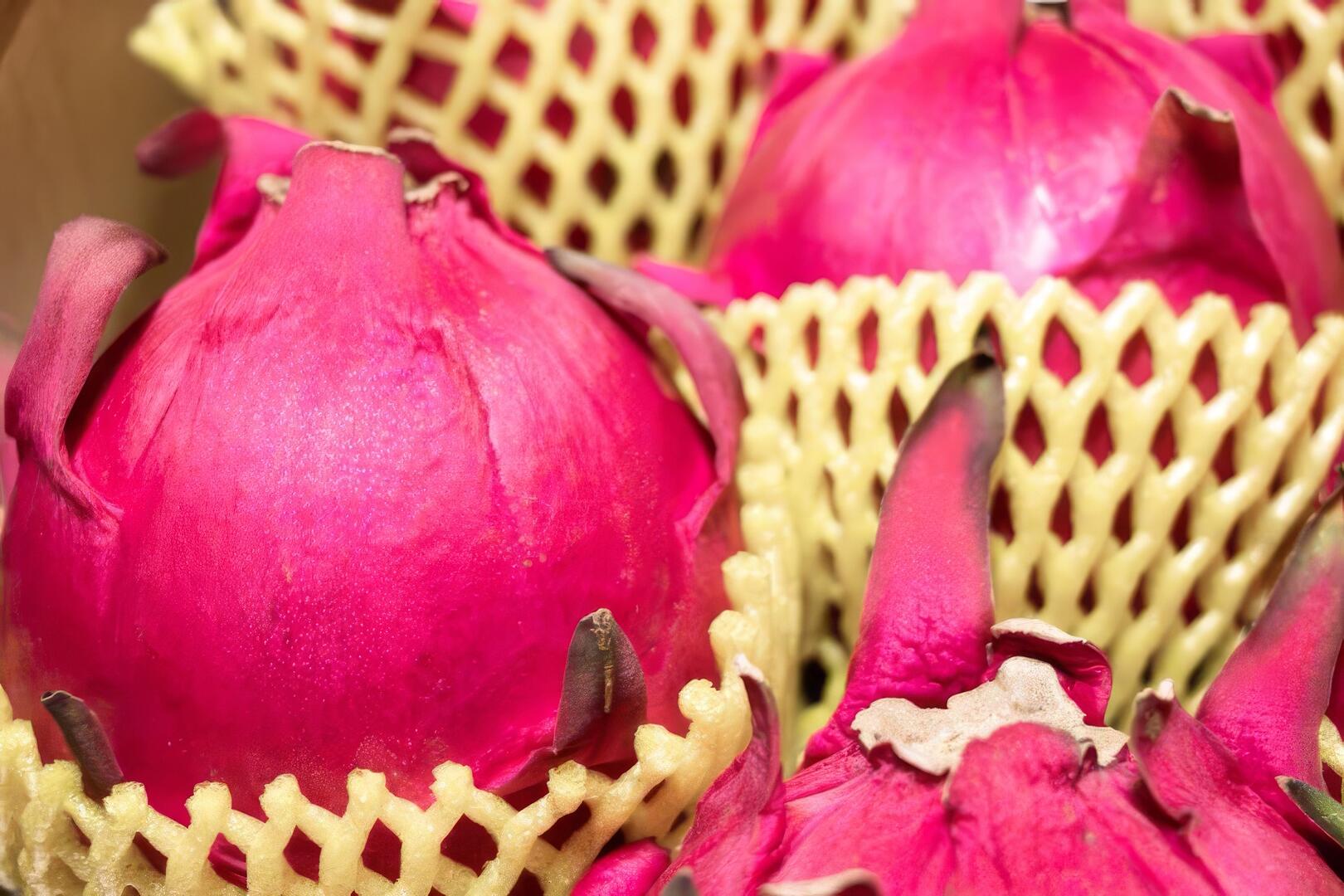 紅龍果8月採果樂