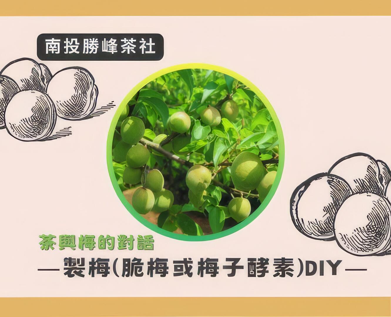 茶與梅的對話｜製梅(脆梅或梅子酵素)DIY