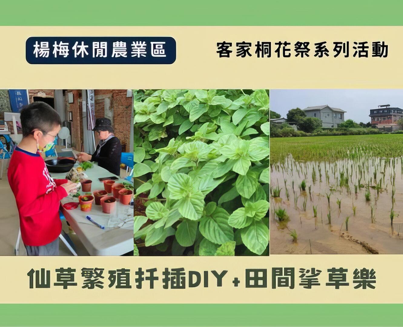 客家桐花祭系列｜仙草繁殖扦插DIY+田間挲草樂