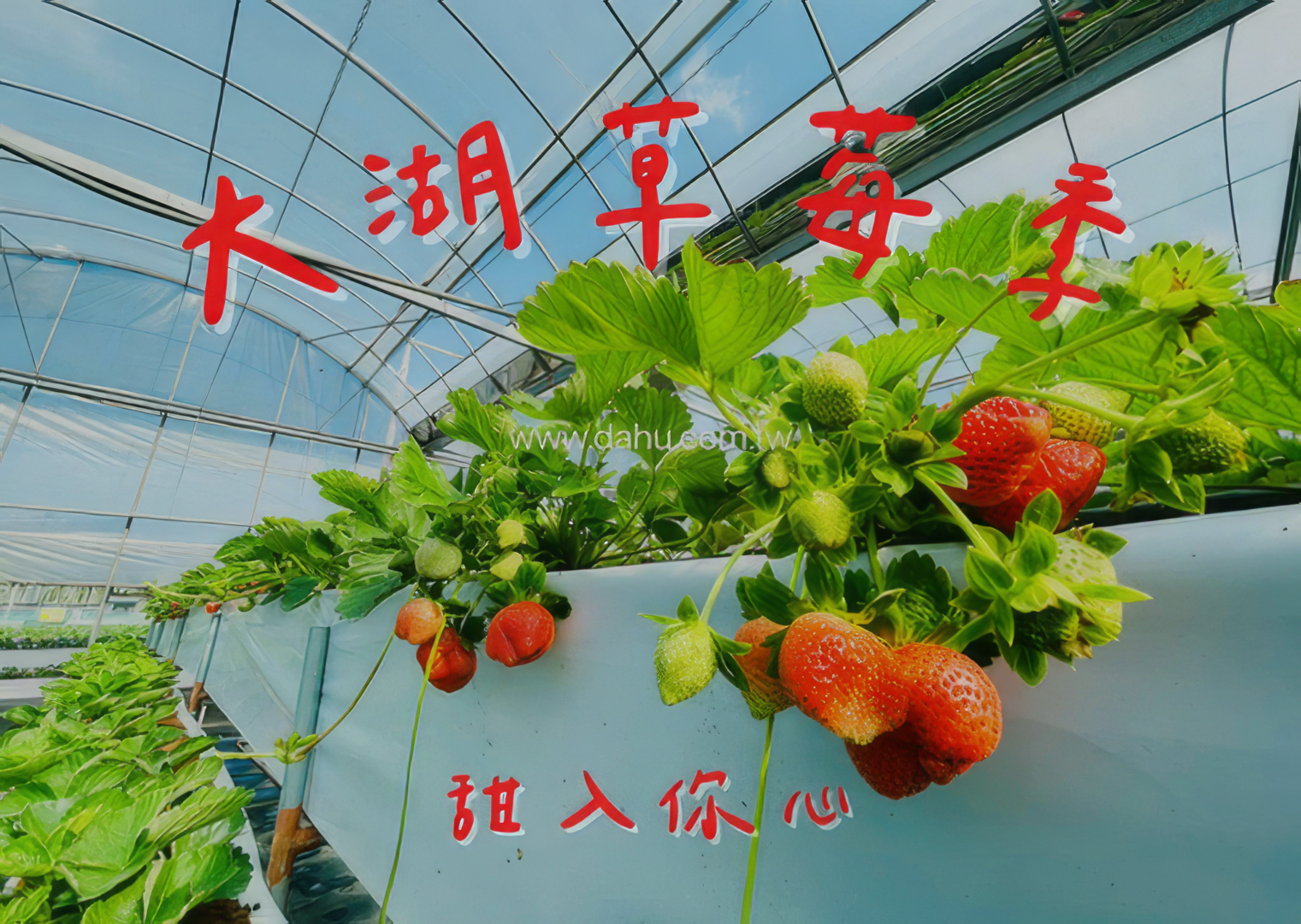 2023 大湖草莓季