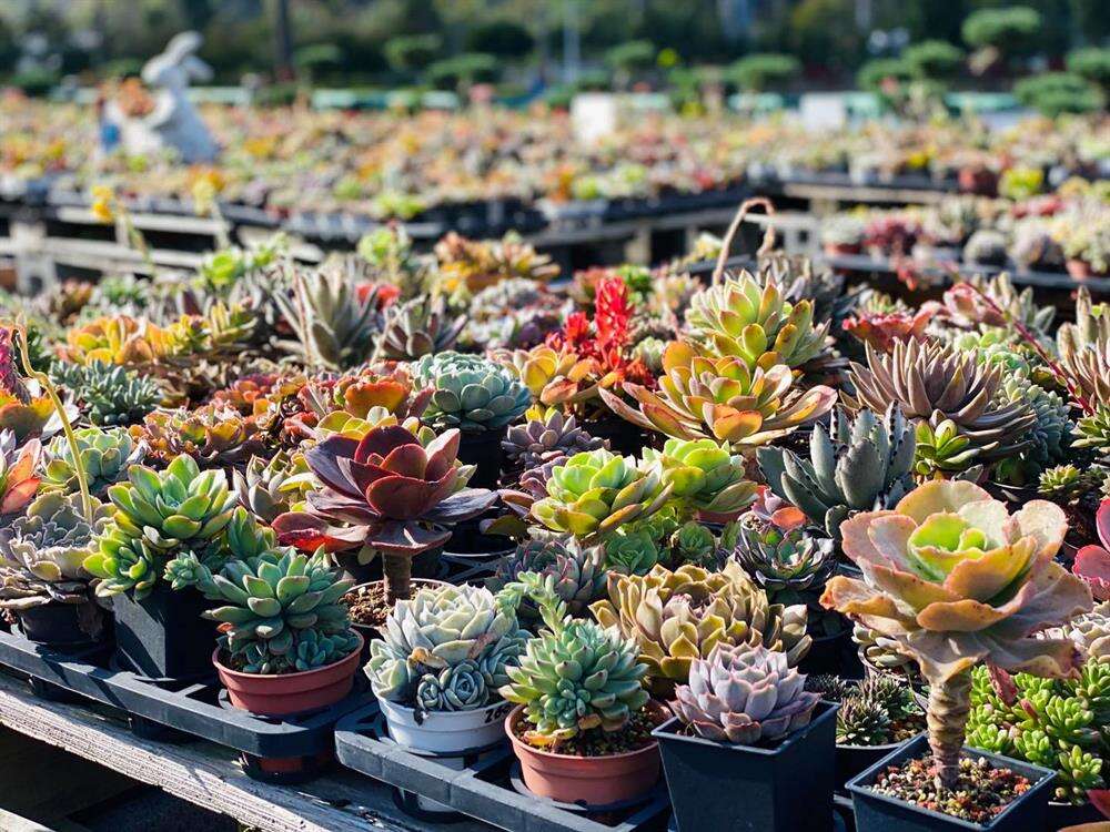 【桃園】多肉植物迷的天堂 療癒帶你玩
