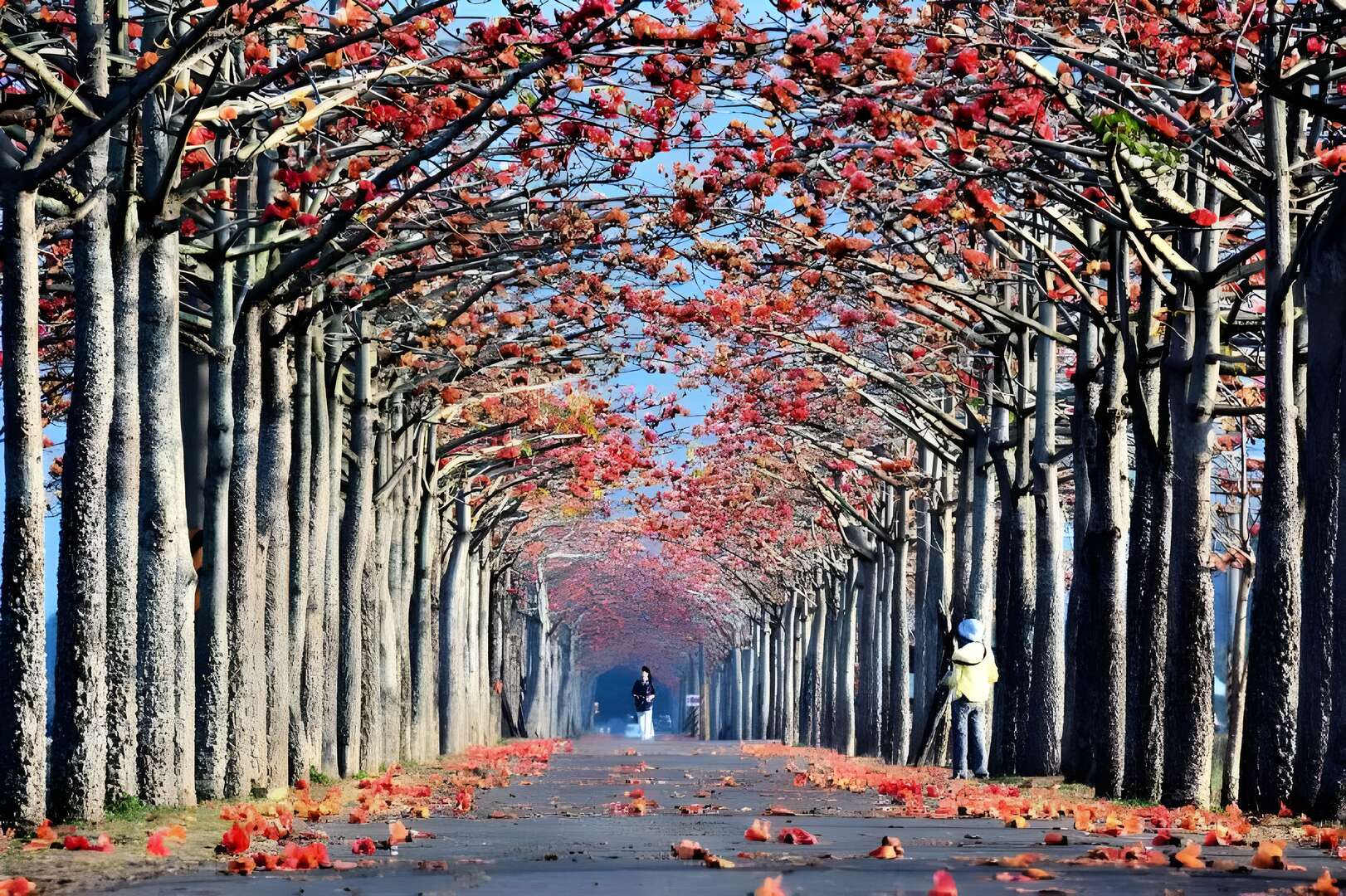 【追花小旅行】全台精選最美木棉花道三月盛開，珍惜幸福賞花去