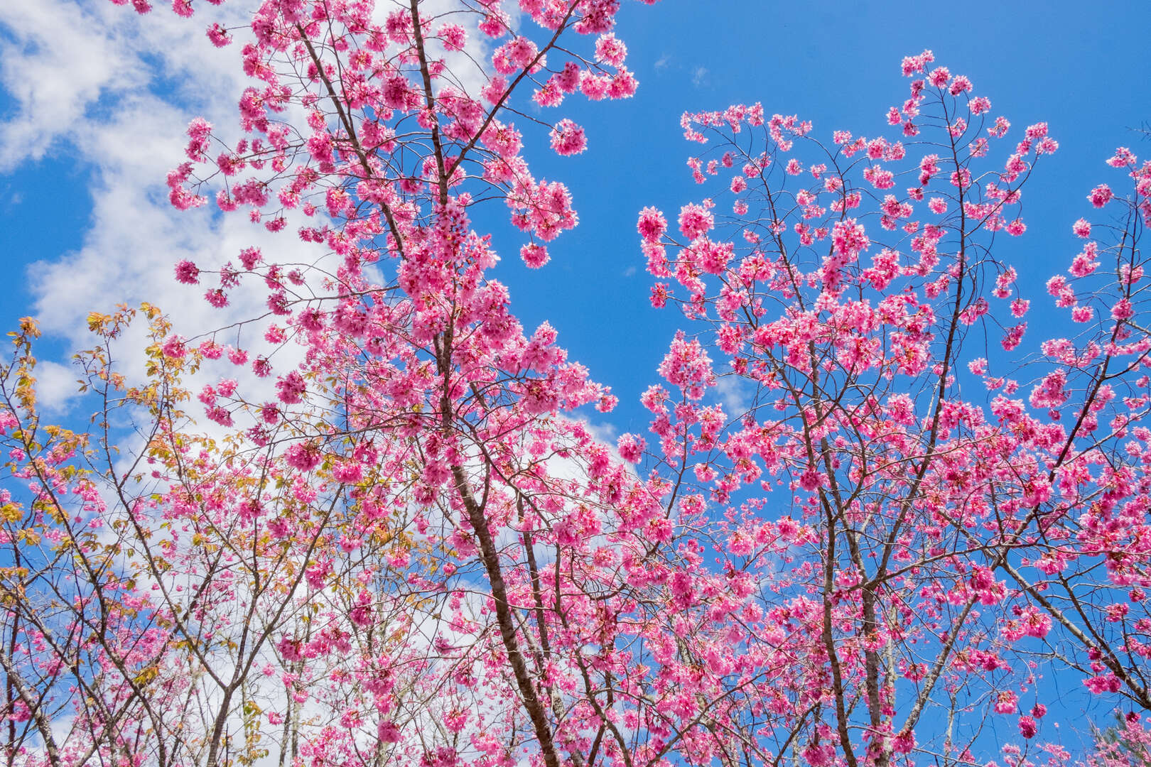 2025武陵農場櫻花季