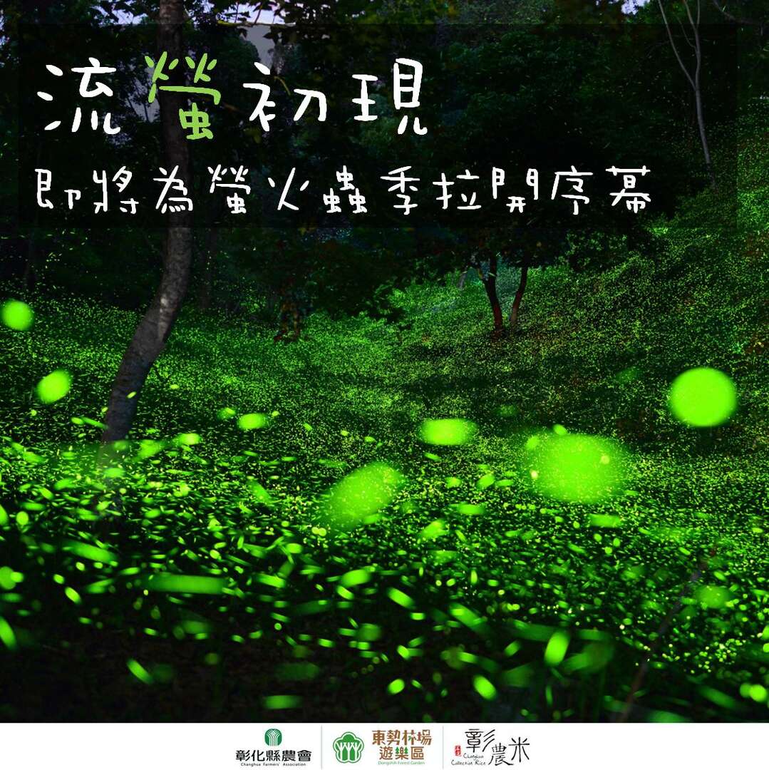 東勢林場。2025流螢初現