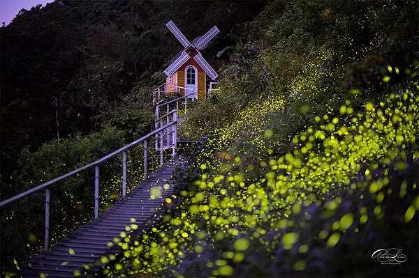 2025桃園大溪螢火蟲季