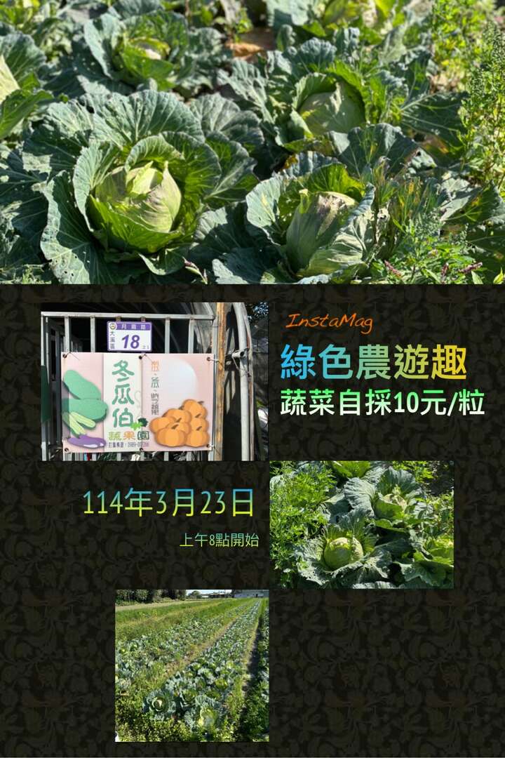 114年月眉樂悠活 綠色農遊趣-高麗菜採摘