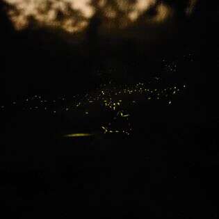 在螢光下感受大自然_圖片來源由業者提供