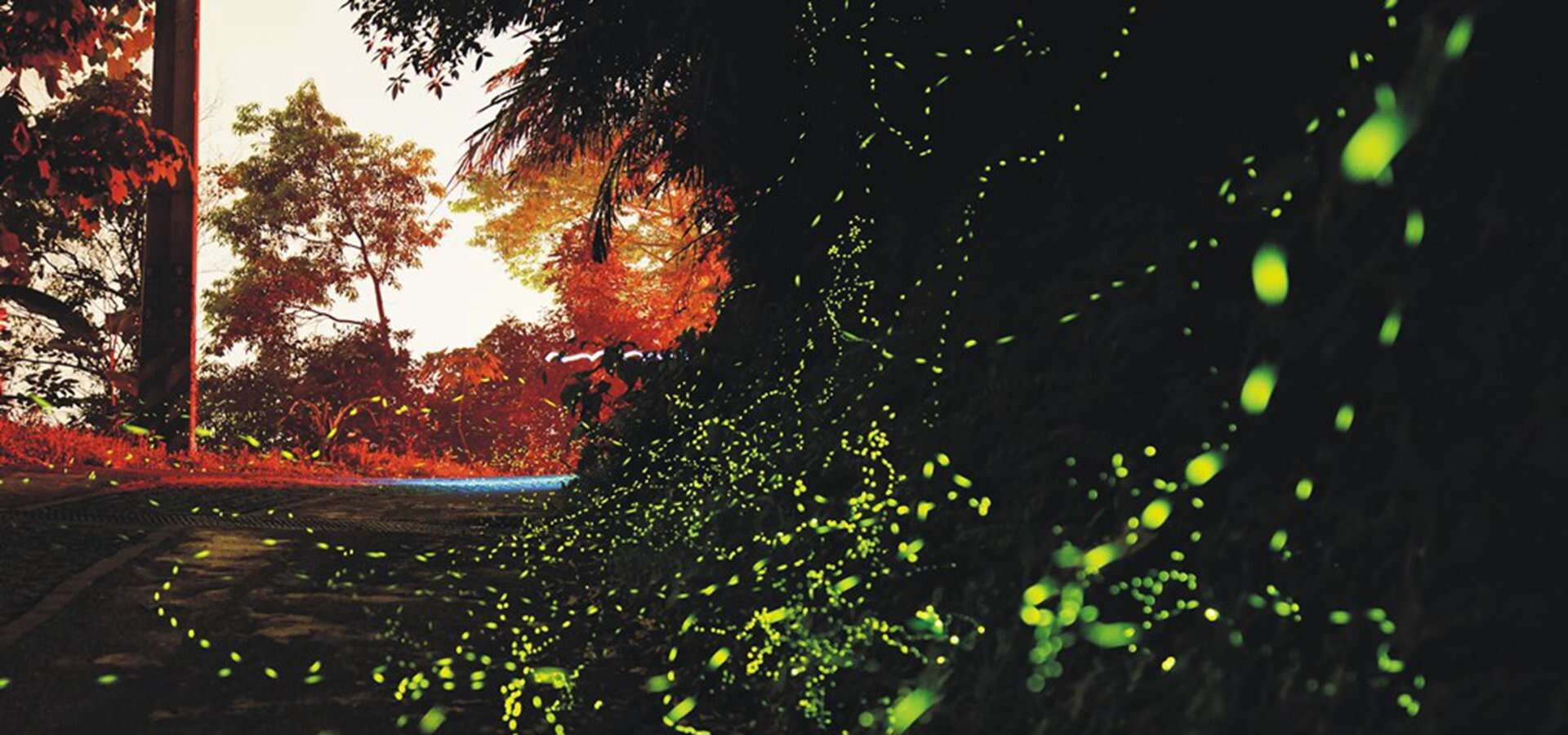 卓也小屋。2025螢火蟲季 X 桐花季