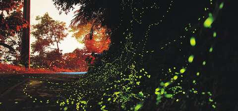 卓也小屋賞螢_圖片取自農遊超市