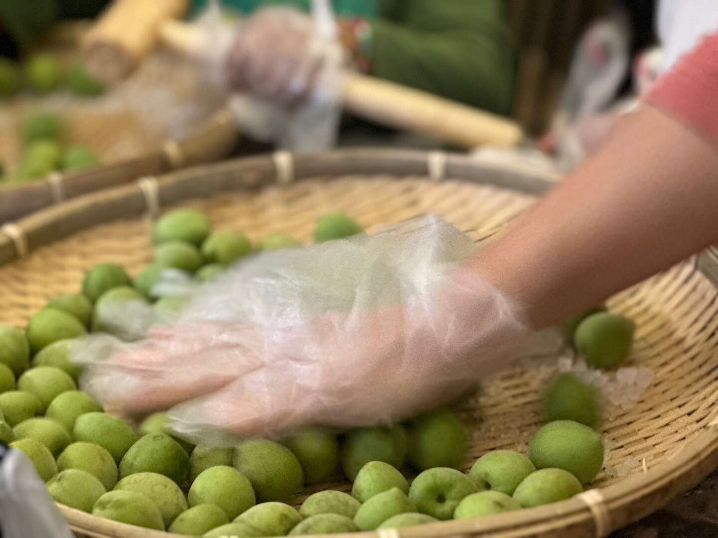 2025蕉園春梅【手摘青梅*脆梅製作】