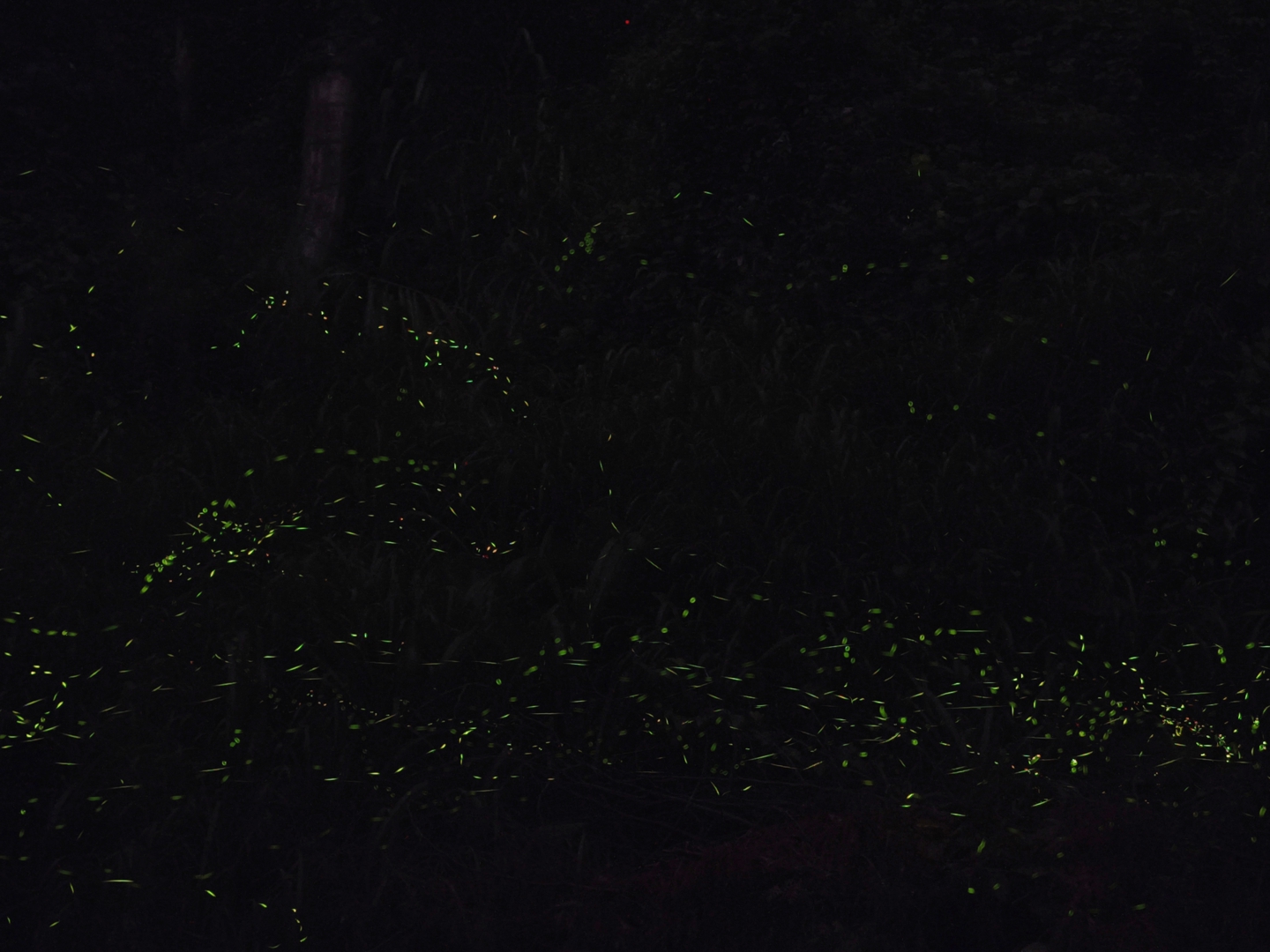 2025 第21屆螢光夜語