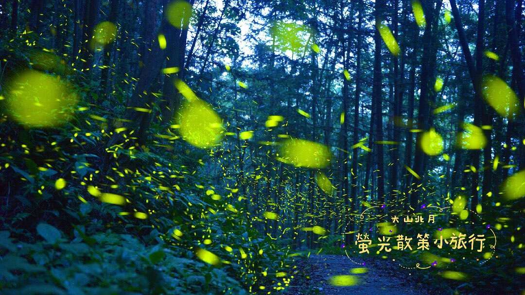 2025 新竹．大山北月．螢光散策小旅行