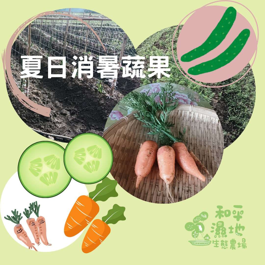 和平濕地生態農場  採收夏日蔬果