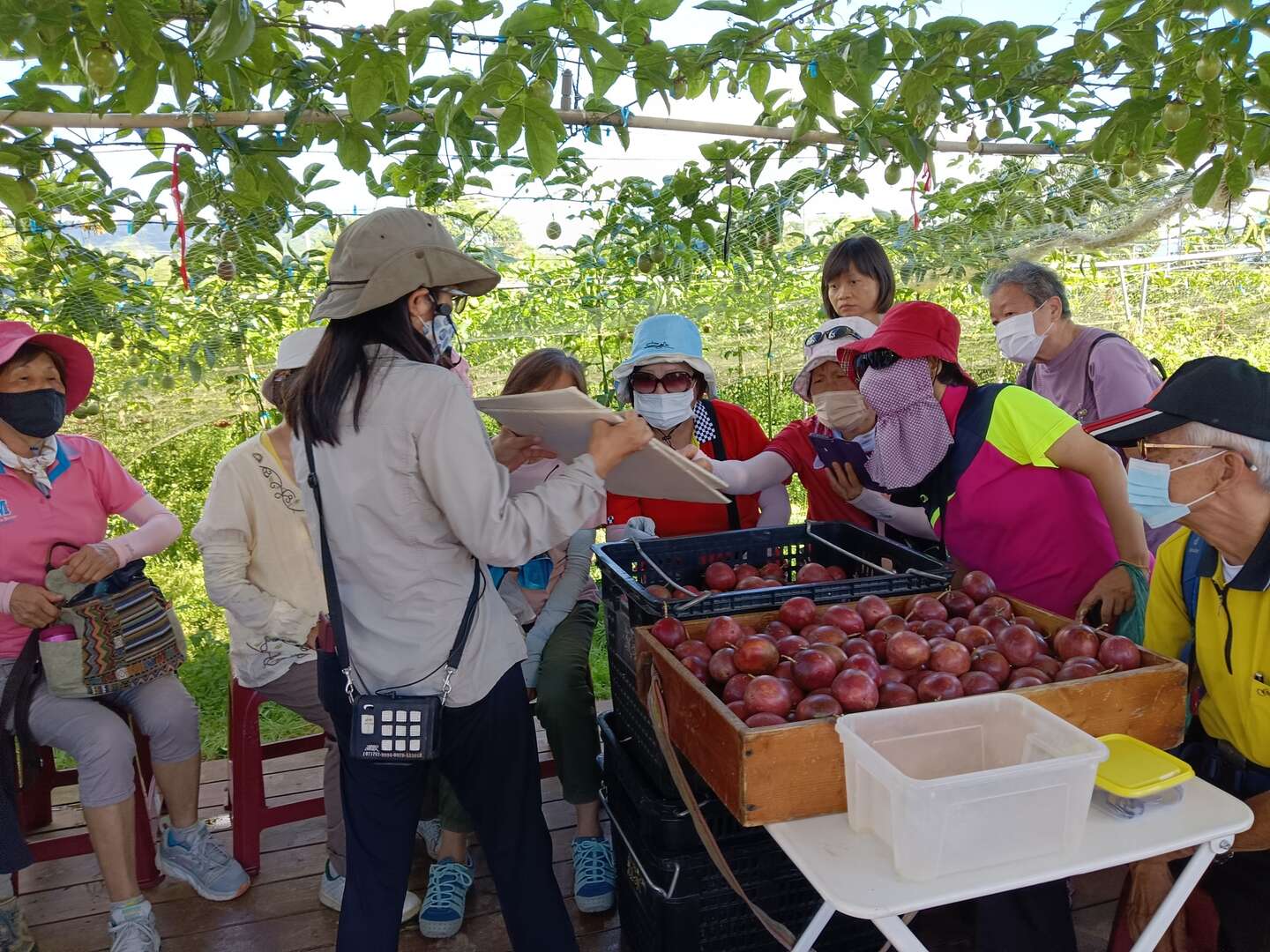 114年桃米『百香果』體驗季