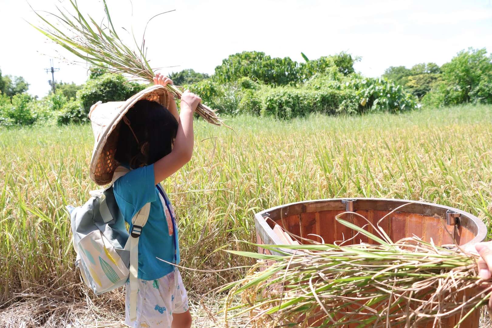 2025北投割稻趣體驗活動