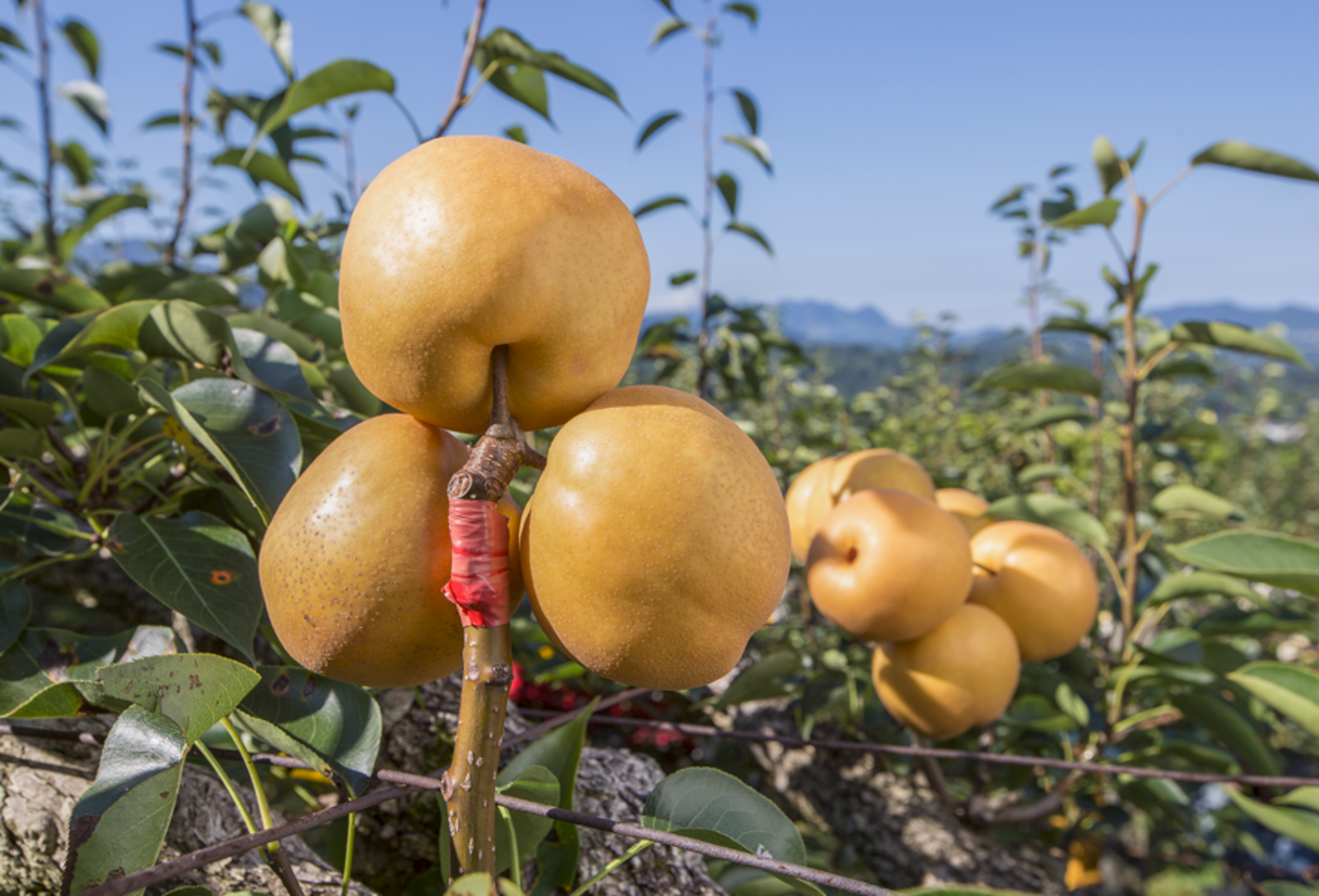 2025軟埤坑-夏日梨歌