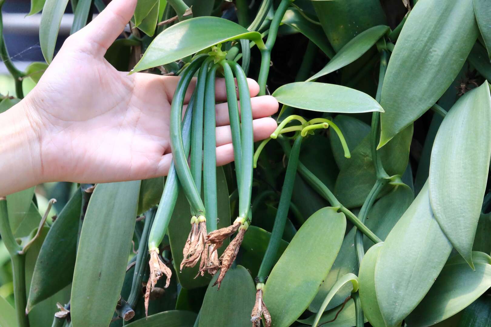 埔里香草農夫｜認識全球第二貴香料