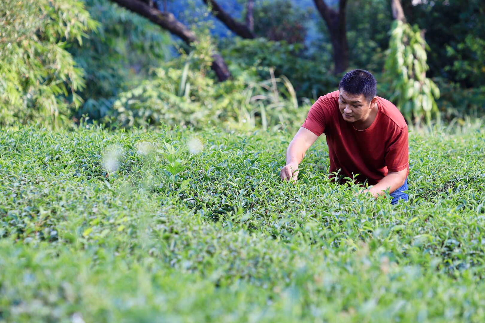 天然茶莊｜賣茶賣飯賣笑容賣理念