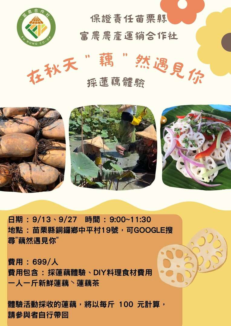 在秋天「藕」然遇見你｜採蓮藕體驗