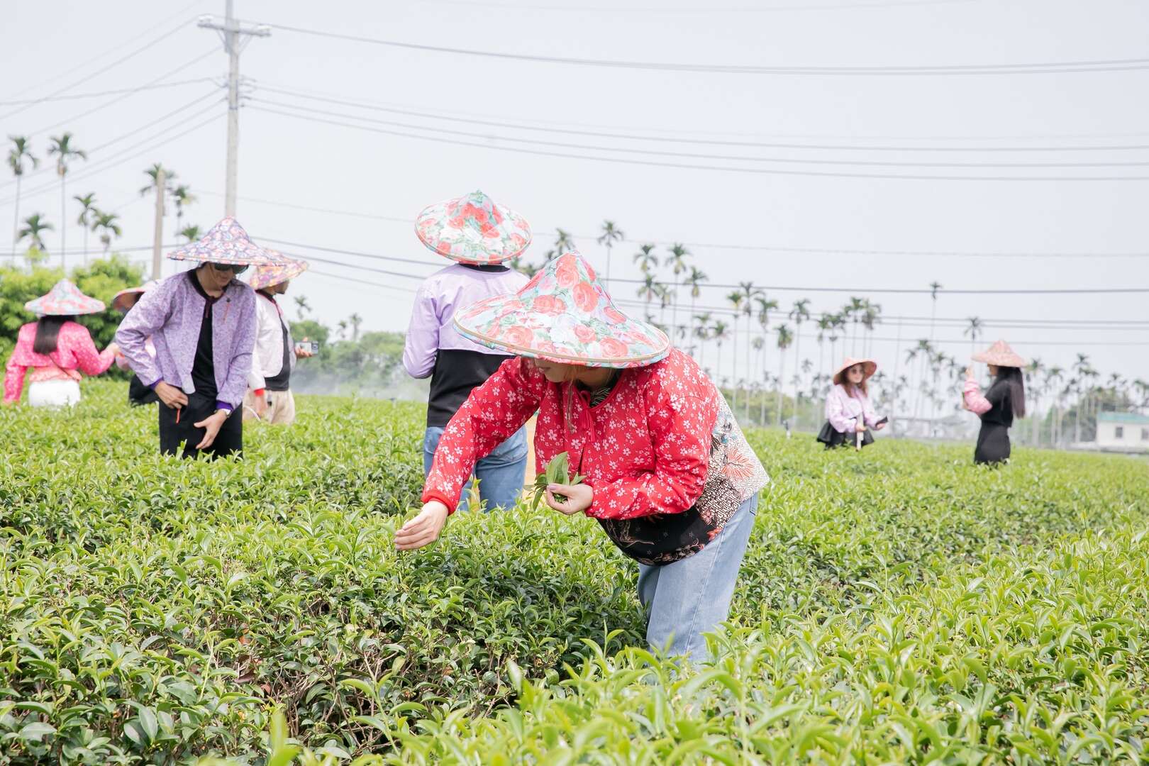 小鎮漫遊【媽祖香路．茗間漫行】