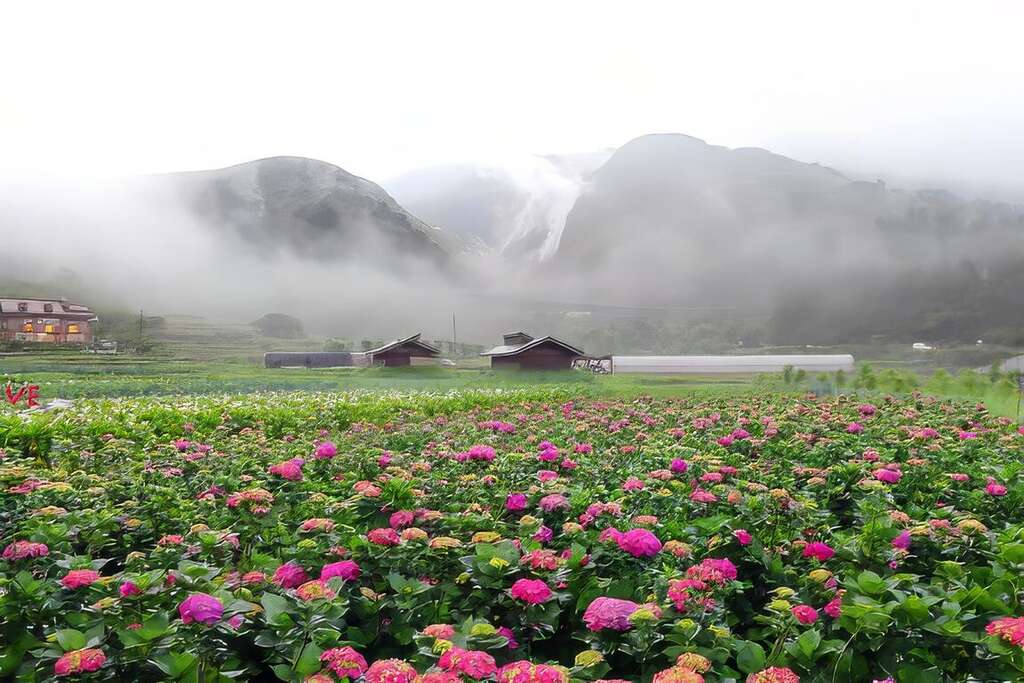 Zhuzihu Calla Lily & Hydrangea Festival