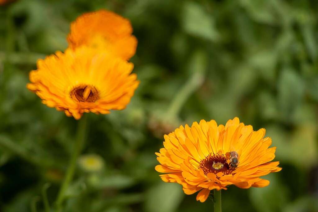 Naluo Calendula Festival