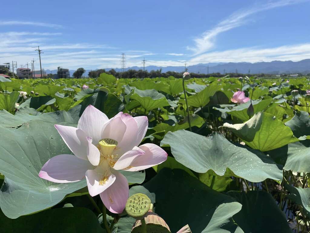 Baihe Lotus Festival