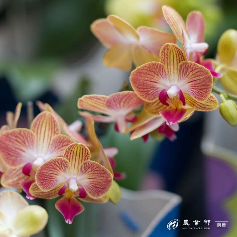 台湾国際蘭展－台湾の農業観光