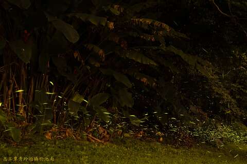 賞螢活動_取自池南國家森林遊樂區FB