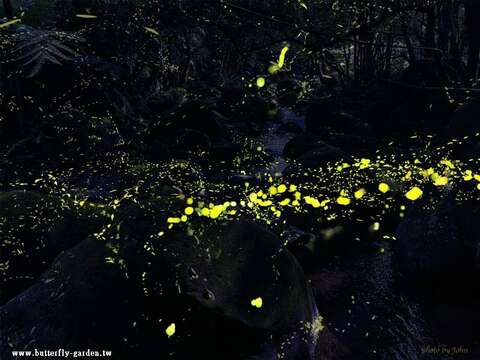 2026 螢光蝶舞_螢火蟲賞螢_取自千蝶谷昆蟲生態農場FB