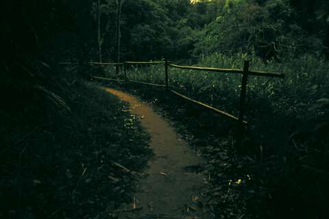 新化林場「螢火蟲夜觀活動」_取自中興大學新化林場FB