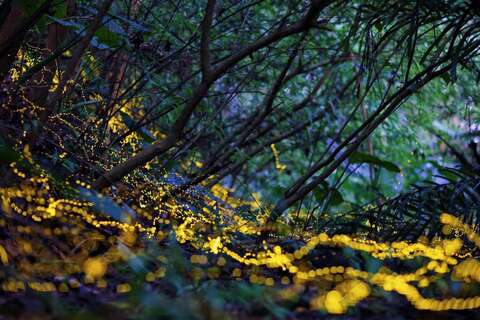 2026火金姑的故鄉－小礁溪_賞螢_取自真愛趣礁溪FB