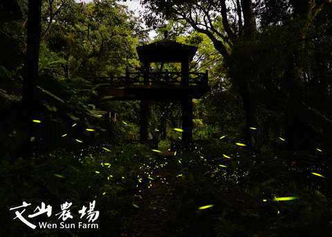 文山農場螢火蟲的美景