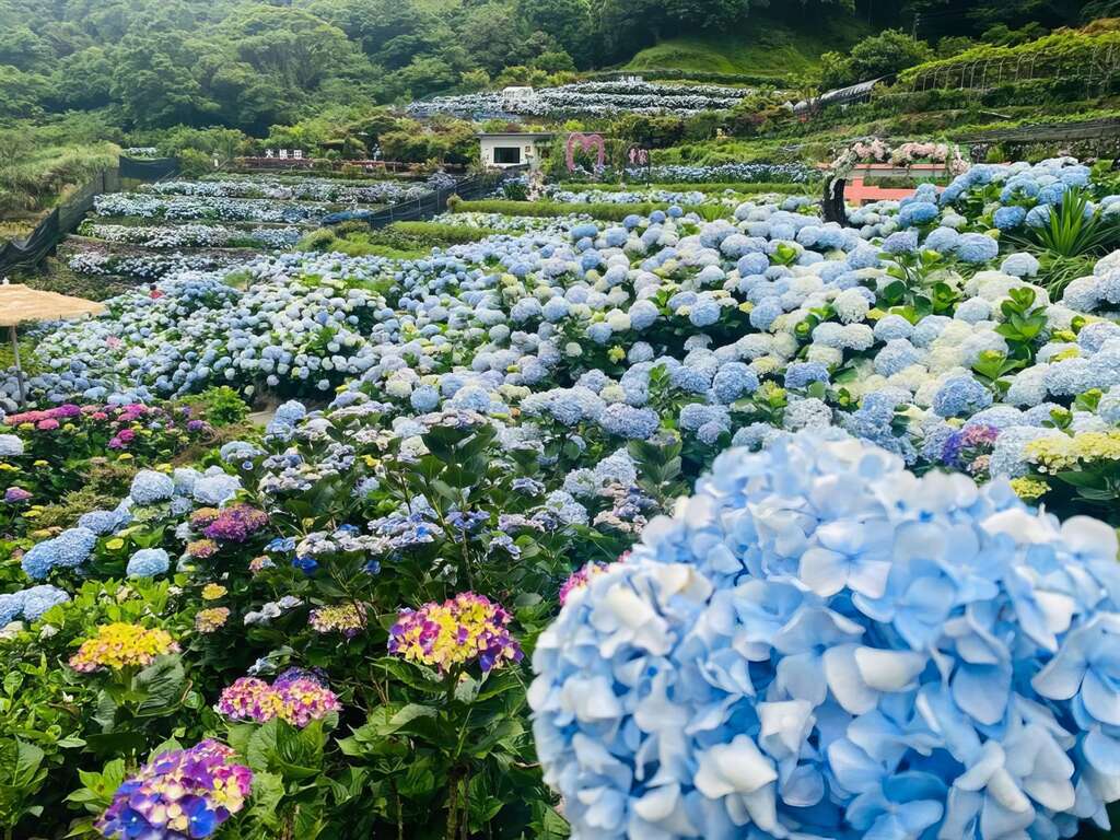 陽明山竹子湖花季｜最有仙氣感的山谷旅程