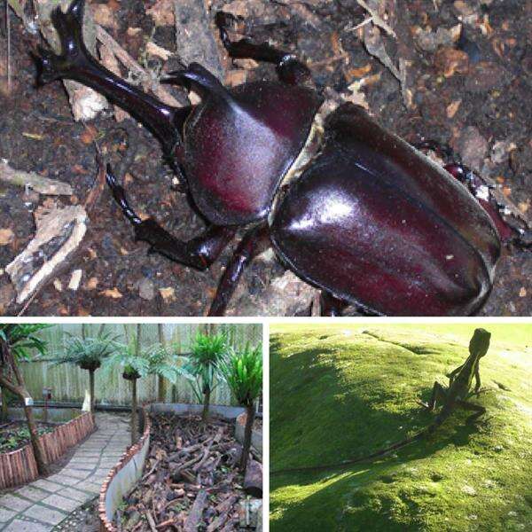 我的鮮遊記--走進嘉義獨角仙農場，零距離親近大自然